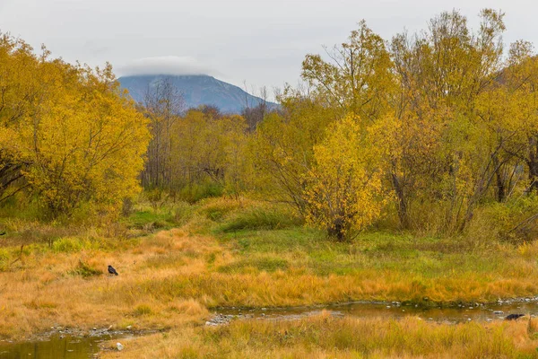 Las w jesiennych kolorach i górach w tle. Peninsula Kamchatka, Federacja Rosyjska. — Zdjęcie stockowe