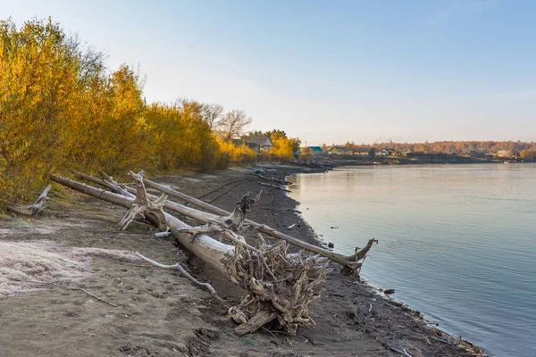 Kamchatka Fluss, der Wald in Herbstfarben, kozyriewsk, russland. — Stockfoto