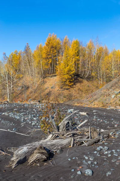 Vulkangebiet Mount ostry tolbachik, schwarzer Sand, abgebrochene Bäume und Steine, kamchatka, russland. — Stockfoto