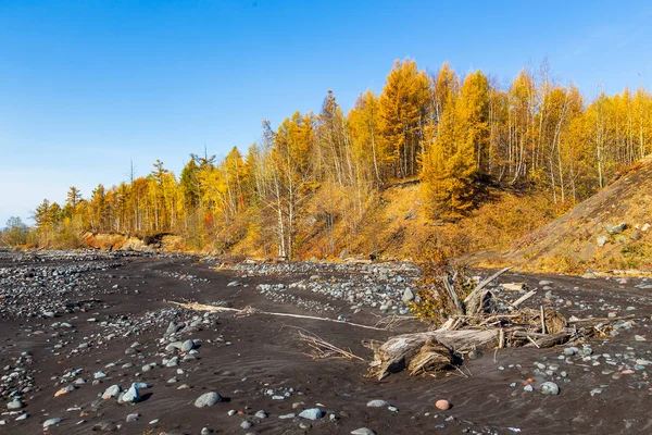 Área vulcânica Mount Ostry Tolbachik, areia preta, árvores e pedras quebradas, Kamchatka, Rússia . — Fotografia de Stock