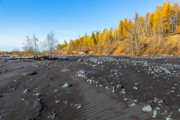 Área vulcânica Mount Ostry Tolbachik, areia preta, árvores e pedras quebradas, Kamchatka, Rússia . — Fotografia de Stock