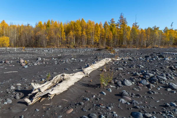화산 지역 마운트 오스트리 톨바치크, 검은 모래, 깨진 나무와 돌, 캄차카, 러시아. — 스톡 사진