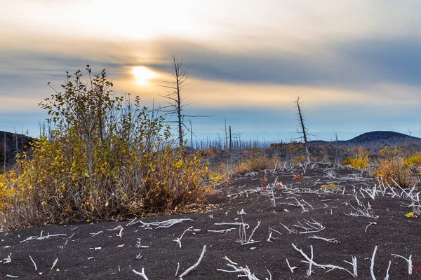 Sunset in the dead forest, Kamchatka, Russia. — Stock Photo, Image