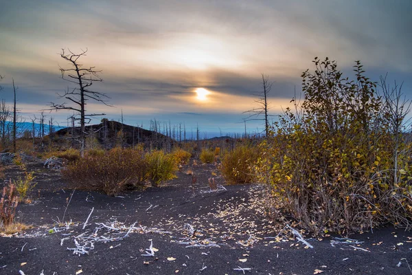 Puesta de sol en el bosque muerto, Kamchatka, Rusia . —  Fotos de Stock