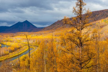 Küçük nehir, sonbaharda orman, Kamchatka, Rusya.