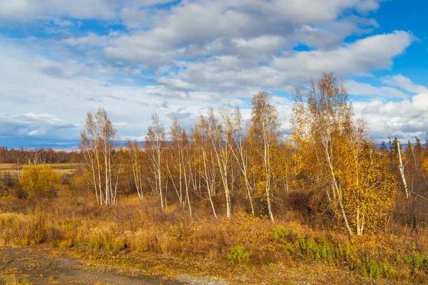 Forest i höstfärger på Kamchatka halvön, Ryssland. — Stockfoto