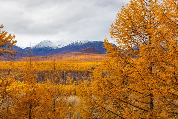 Θέα στο βουνό, δάσος το φθινόπωρο, Kamchatka, Ρωσία. — Φωτογραφία Αρχείου