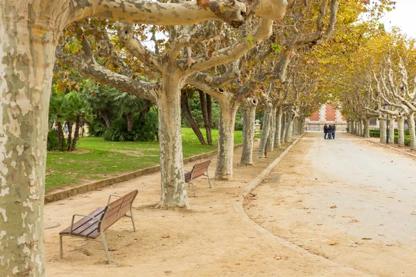 Avenue of plane trees in Parc de la Ciutadella, Barcelona, Espanha . — Fotografia de Stock