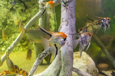 Akvaryumda derin suda küçük balık, Barselona, Ispanya