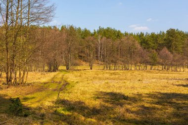 Kashubia, Pomerania, Polonya 'da açıklığı olan bir orman..