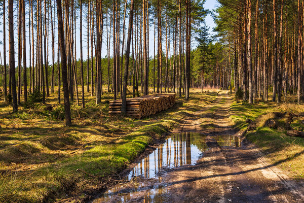 Glade road in the middle of the forest, Pomerania, Poland.