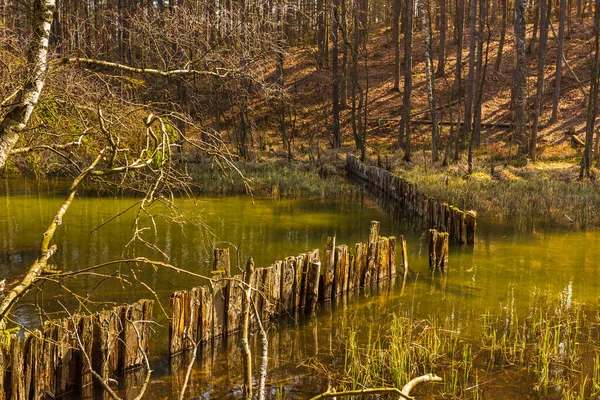 Grand lac Sarnowiec entouré par la forêt, Dziemiany, Pologne . — Photo