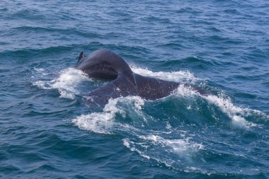 Husavik yakınlarındaki İzlanda sahilinden balina izliyor. Grönland Denizi.