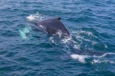 Husavik yakınlarındaki İzlanda sahilinden balina izliyor. Grönland Denizi.