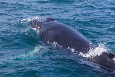 Husavik yakınlarındaki İzlanda sahilinden balina izliyor. Grönland Denizi.