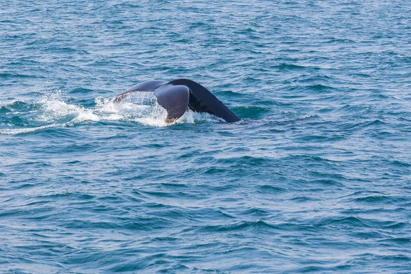 Whale watching on the Iceland coast near Husavik. Greenland Sea.