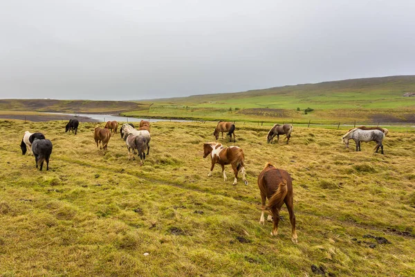 Islandshästar Betar Naturbetesmark Landsbygdslandskap Östra Island — Stockfoto