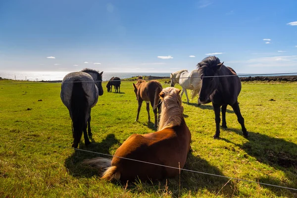 Islandshästar Betar Naturbetesmark Landsbygdslandskap Reykjanesfolkvangurhalvön Västra Island — Stockfoto