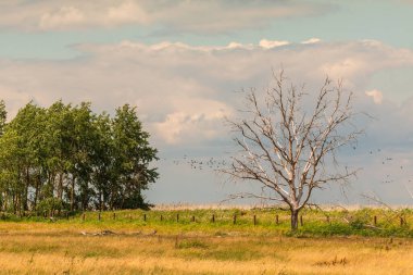Polonya 'da Szczecin Gölü yakınlarındaki bir çayırda bulutlu bir gökyüzü olan kuru bir ağaç..