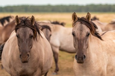 Polonya 'daki Szczecin Gölü' nün yakınlarındaki yeleleri uçuran vahşi atlar yaklaşıyor..