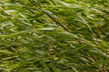 Polonya 'daki Szczecin Gölü yakınlarında rüzgarda söğüt yapraklarının yaklaşması.