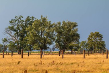 Polonya 'da Szczecin Gölü yakınlarında açık mavi gökyüzünün altında duran yeşil ağaçlar..