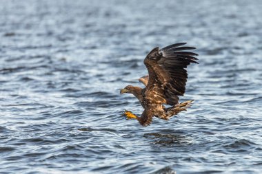 Polonya 'daki Szczecin Gölü yakınlarında su yüzeyinde uçan beyaz kuyruklu bir kartalın yakınında..
