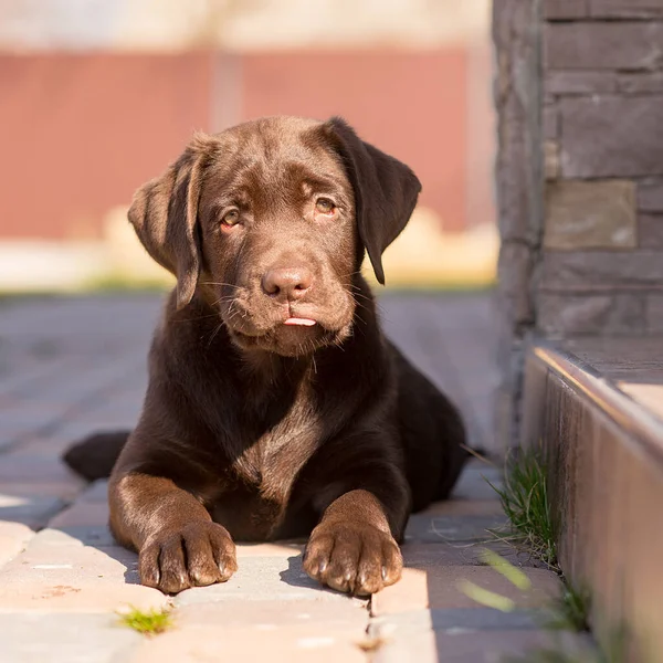 little cute chocolate labrador puppy shows tongue