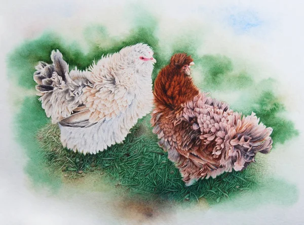 Güzel hens bir çift suluboya boyama