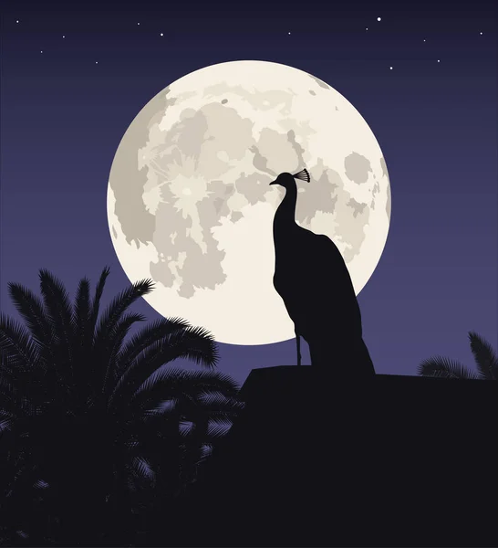 Dolunay arka planda bir tavus kuşu silueti