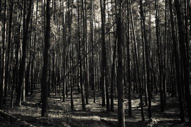 Güzel manzara sonbahar ormanın içinde. Tonda.