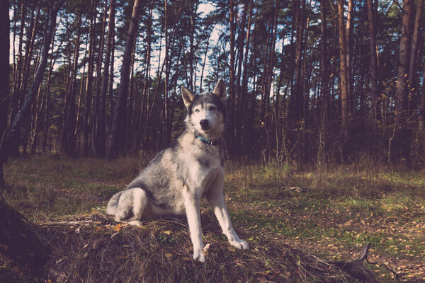 Dog breed husky on the walking in a forest. Selective focus. Toned.