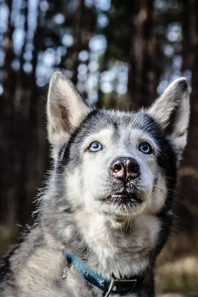 Hund Rasen Husky Walking Skog Selektivt Fokus Tonas — Stockfoto