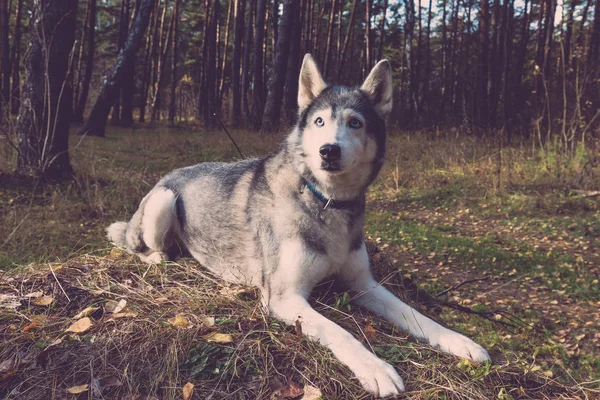 Hund Rasen Husky Walking Skog Selektivt Fokus Tonas — Stockfoto