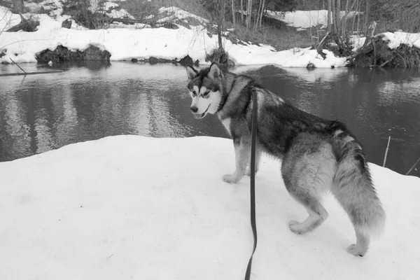 Pies Rasy Alaski Malamute Śnieżnym Lesie Stonowanych — Zdjęcie stockowe