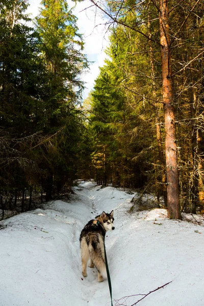 Собака Разводит Аляскинского Маламута Заснеженном Лесу Toned — стоковое фото
