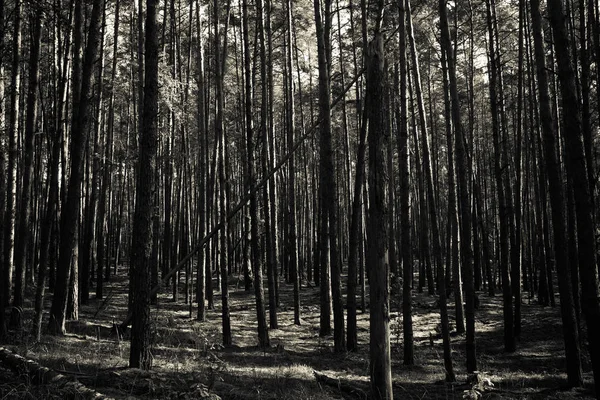 Güzel manzara sonbahar ormanın içinde. Tonda.