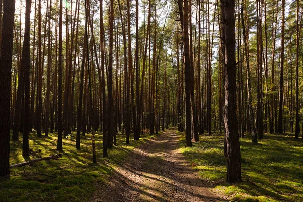 Güzel manzara sonbahar ormanın içinde. Tonda.
