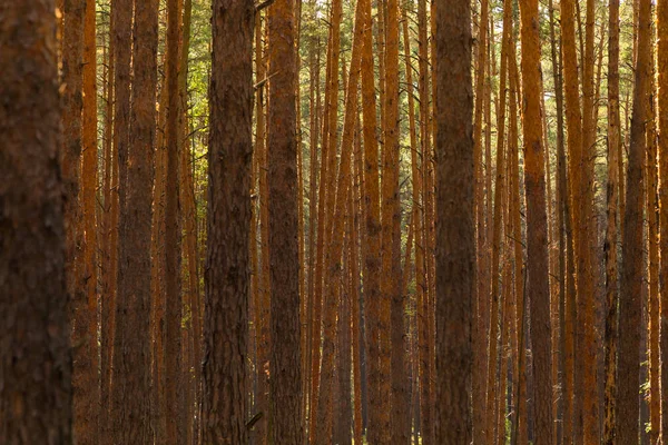 秋の森の美しい景色 トーン — ストック写真