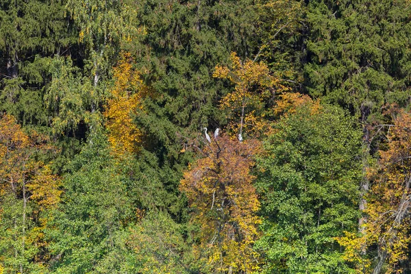 黄色の葉の木にアオサギ 秋の風景 — ストック写真