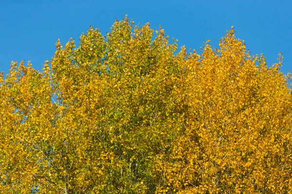 空に対して黄色い葉を持つ木です — ストック写真