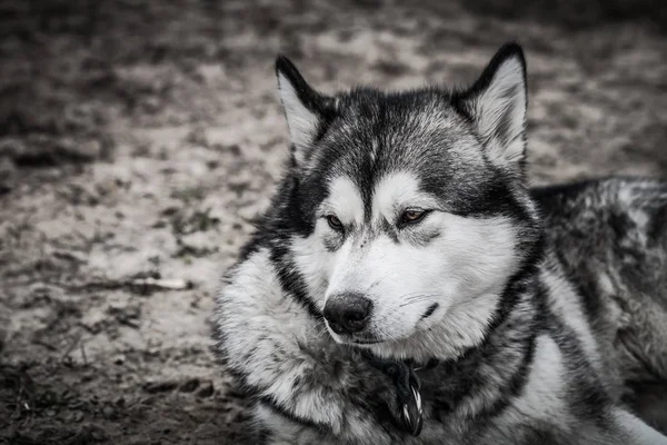 Bir genç Alaskan malamute, bir kurt rengini portresi