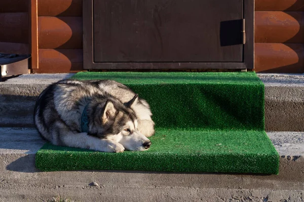 Leżącego Werandzie Domu Alaskan Malamute — Zdjęcie stockowe