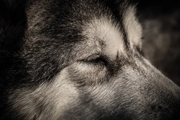 Porträt Eines Schlafenden Alaskan Malamute — Stockfoto