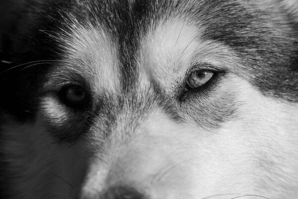 Portrait of a young Alaskan malamute, the color of a wolf