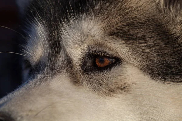 Retrato Joven Malamute Alaska Del Color Lobo — Foto de Stock