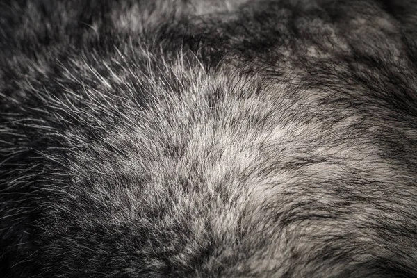 Alaskan malamute yünden