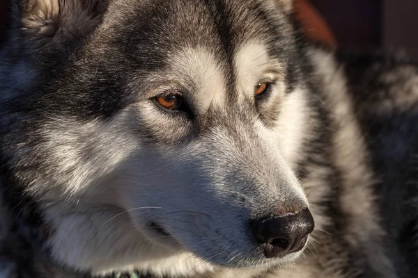 Porträt Eines Jungen Alaskan Malamute Die Farbe Eines Wolfes — Stockfoto