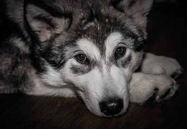 Młody Alaskan Malamute Kładzie Się Podłodze Linoleum Selektywny Fokus Płytkiej — Zdjęcie stockowe