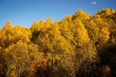 Svaneti güzel bir sonbahar manzara renkli ormanda. Gürcistan. Tonda.